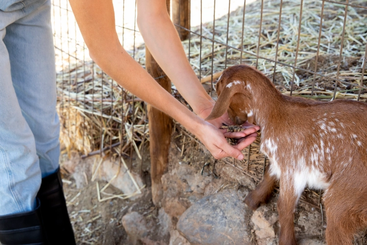 Día Mundial de las Zoonosis: qué son y cómo prevenirlas Día Mundial de las Zoonosis: qué son y cómo prevenirlas 3