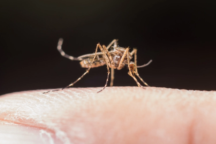 Día Mundial de las Zoonosis: qué son y cómo prevenirlas Día Mundial de las Zoonosis: qué son y cómo prevenirlas 5